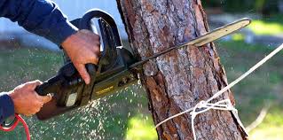 Best Root Management and Removal  in Anthem, AZ