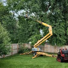 Best Artificial Turf Installation  in Anthem, AZ