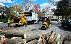 Best Tree Cabling and Bracing  in Anthem, AZ