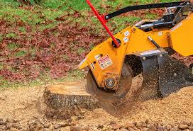 Trusted Anthem, AZ Tree Care Experts
