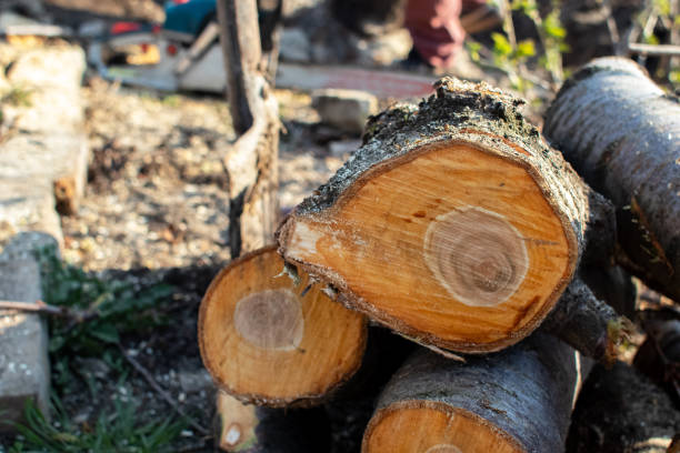 Best Storm Damage Tree Cleanup  in Anthem, AZ