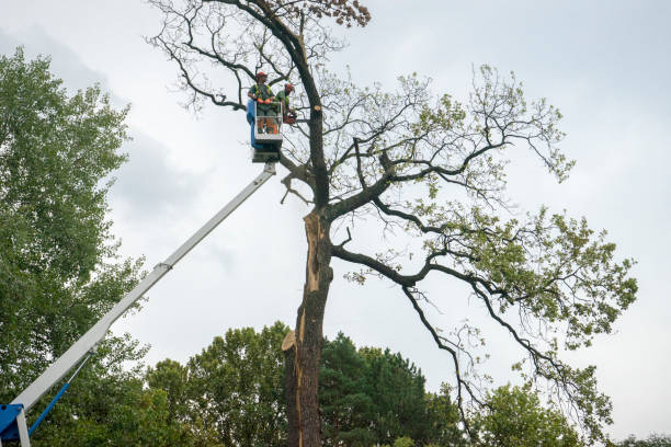 Best Leaf Removal  in Anthem, AZ