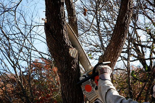 Best Lawn Watering Services  in Anthem, AZ