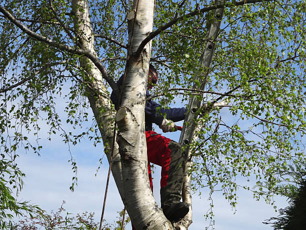 Best Tree Preservation Services  in Anthem, AZ