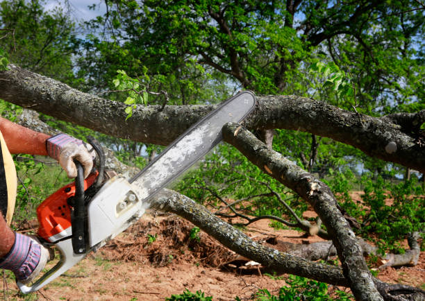 Best Hazardous Tree Removal  in Anthem, AZ
