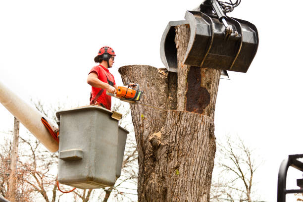 Best Tree Mulching  in Anthem, AZ